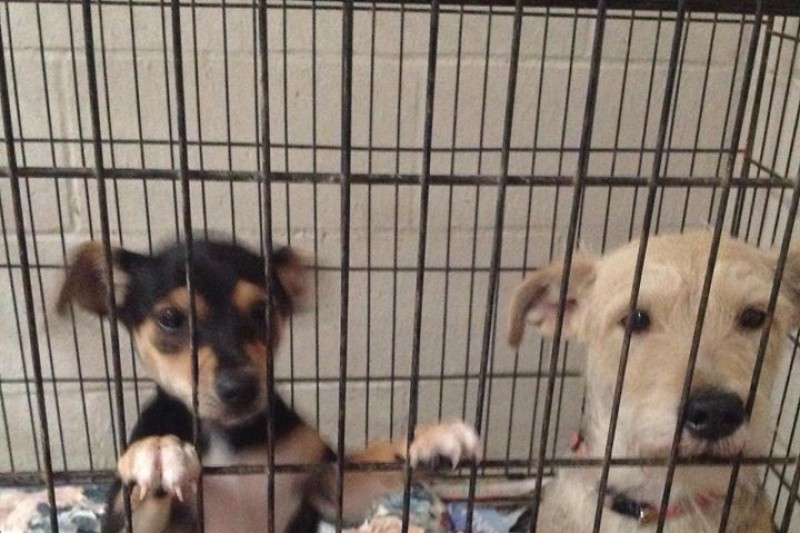 corpus christi dog shelter corpus christi dog shelter