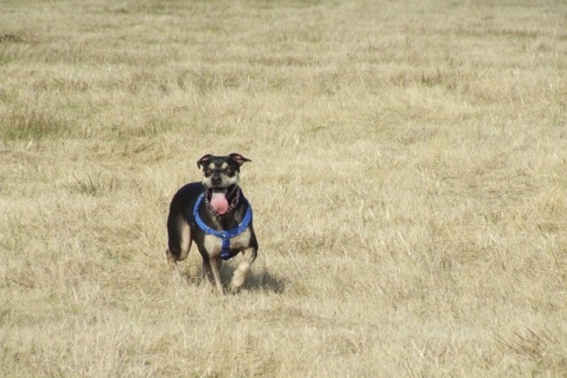 Can I Give A Dog A Muscle Relaxer Can I Give A Dog A Muscle Relaxer