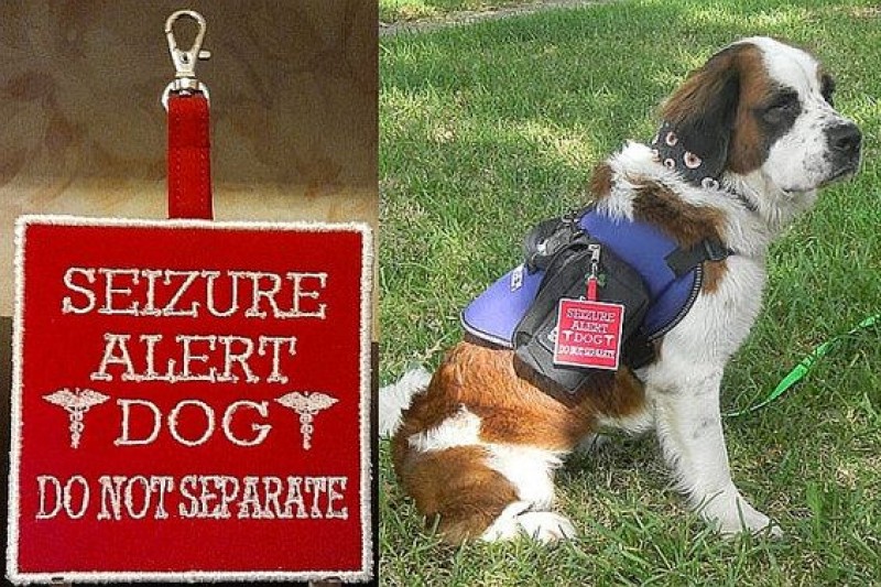 Fundraiser by Chris Jacobo Needing Service Dog for Epilepsy