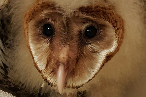 Fundraiser By Kathy Rogers Nest Cam Rescue Barn Owl Pearl Rock