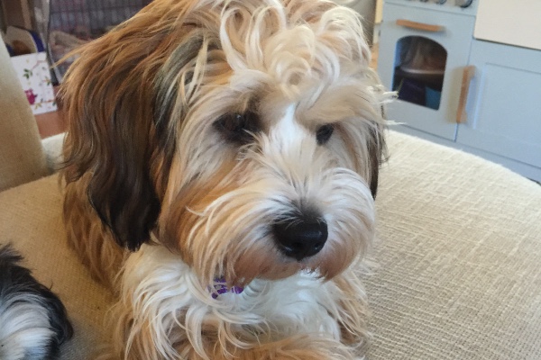 tibetan terrier rescue tibetan terrier rescue