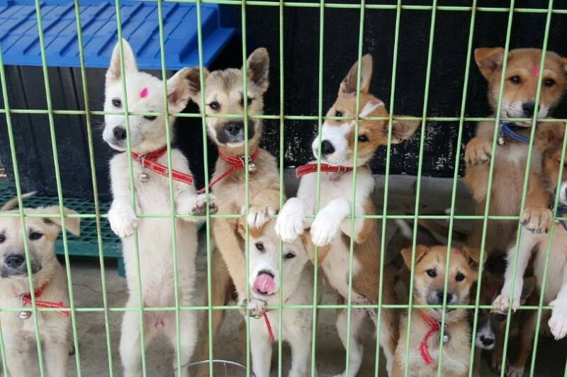 wags and walks wags and walks