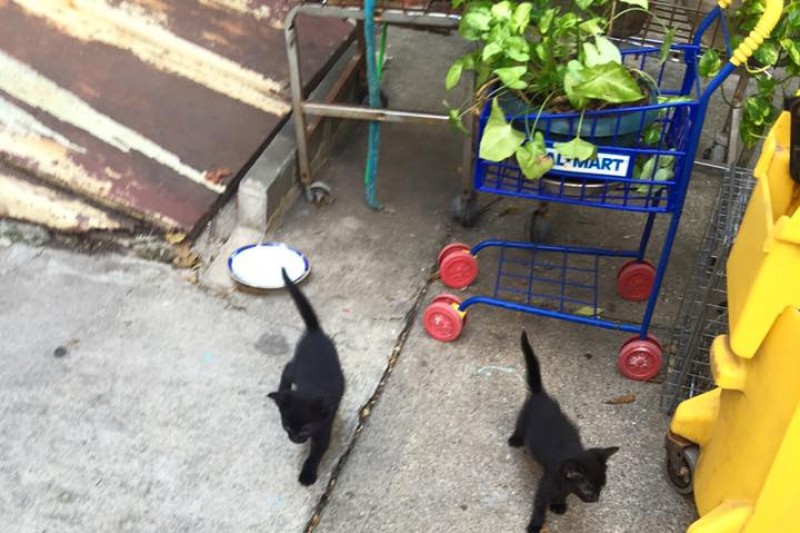 The Lucky Cat Rescue Weehawken Nj The Lucky Cat Rescue Weehawken Nj