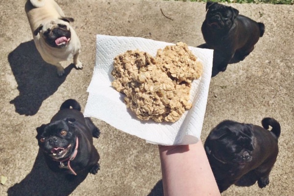 pug vet bills pug pack vet bills by jordanne cos gofundme pug vet bills pug pack vet bills by jordanne cos gofundme
