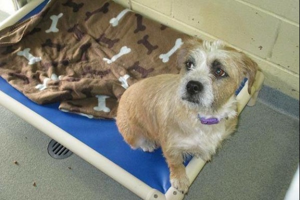 Fundraiser by Joan Levitt Animal Shelter Improvements