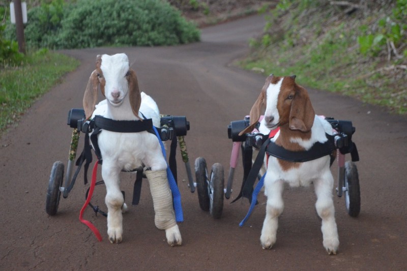 Fundraiser by Petersen Ohana Goat Wheelchairs for Baby Goats