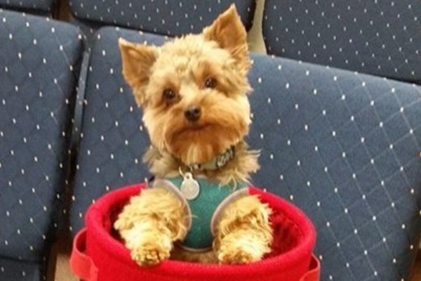 yorkie liver shunt diet fundraiser by patty rumpza church mascot needs help yorkie liver shunt diet fundraiser by patty rumpza church mascot needs help