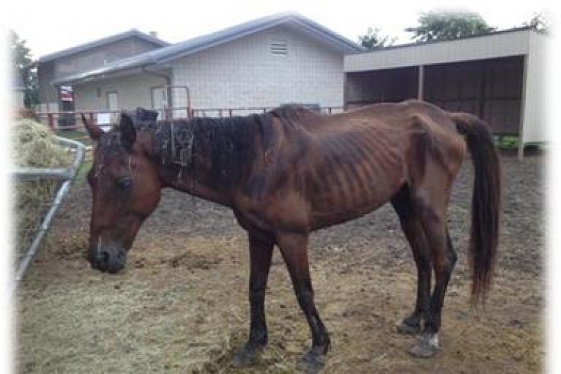 Fundraiser by Jenny Burgess Starved horses need heroes