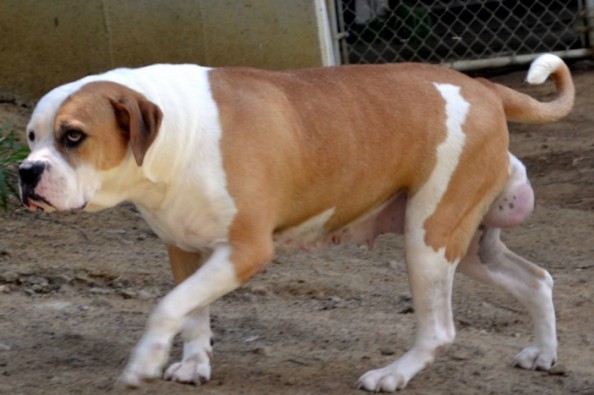 Fundraiser by Brianne Peterson Ginger Needs Immediate