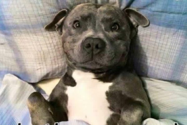 stafordshire bull terrier rescue stafordshire bull terrier rescue