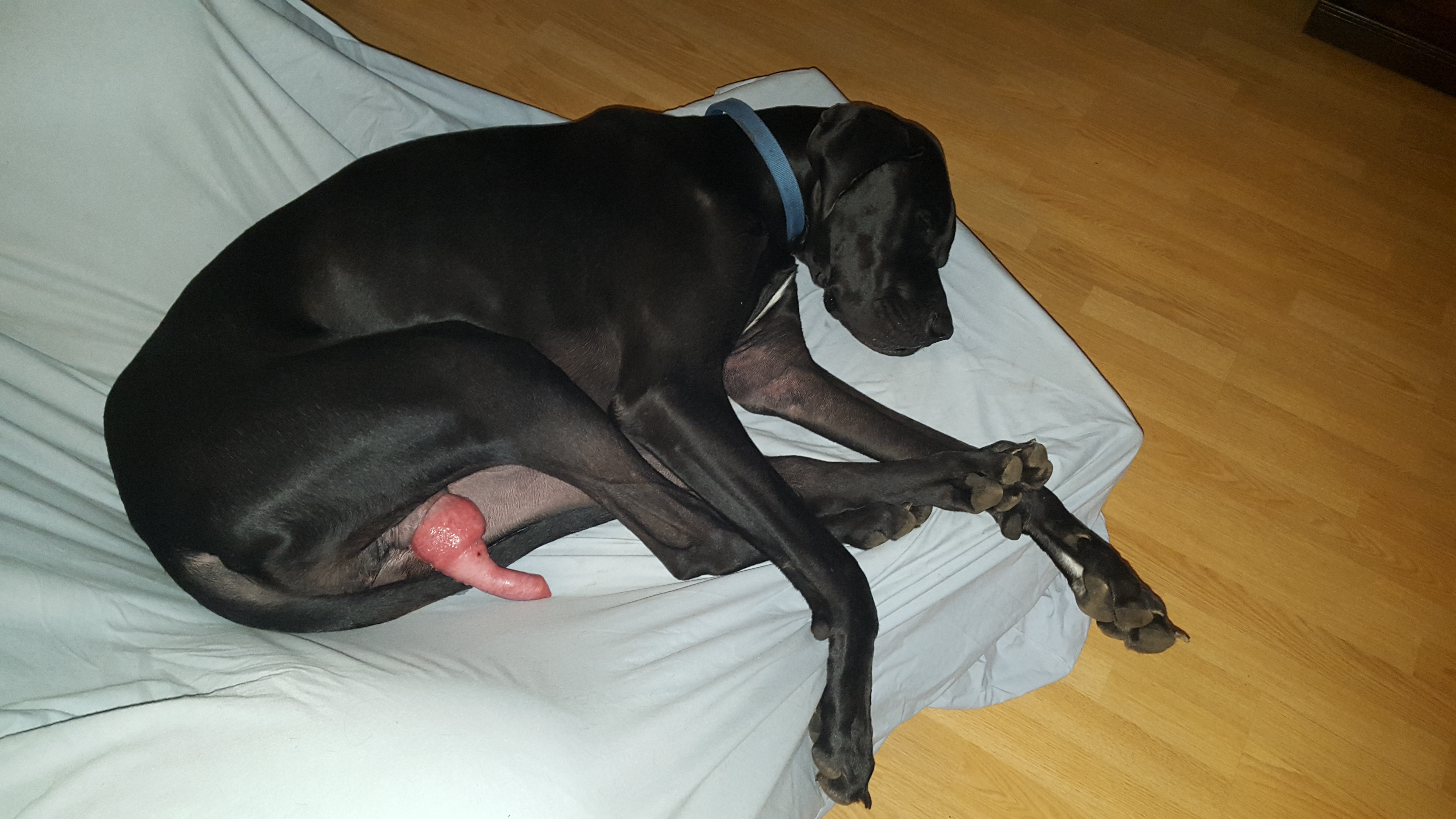 Great Dane Penis Size 77