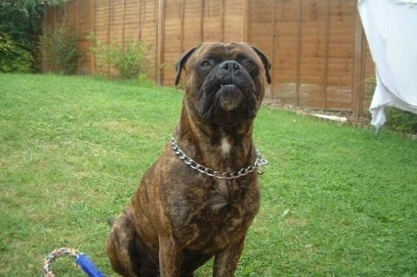 Rescue Bull Mastiff Goldenacresdogs